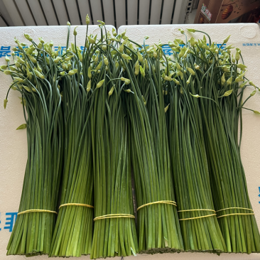 韭菜苔现货大量上市，优质一手货源，诚信合作。