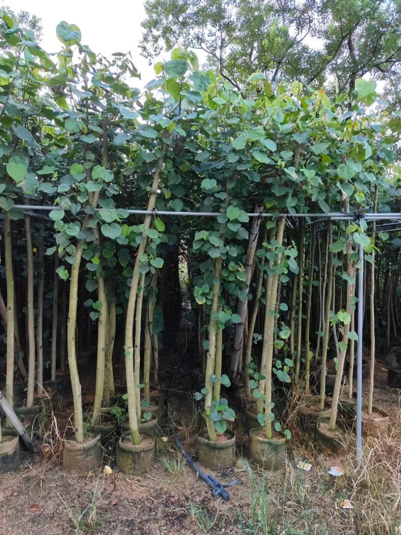 黄花黄槿扦插3～20公分产地直发规格齐全欢迎老板来电