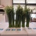 韭菜苔现货大量上市，优质一手货源，诚信合作。