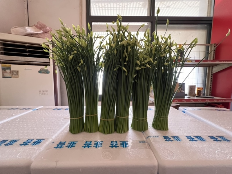 韭菜苔现货大量上市，优质一手货源，诚信合作。