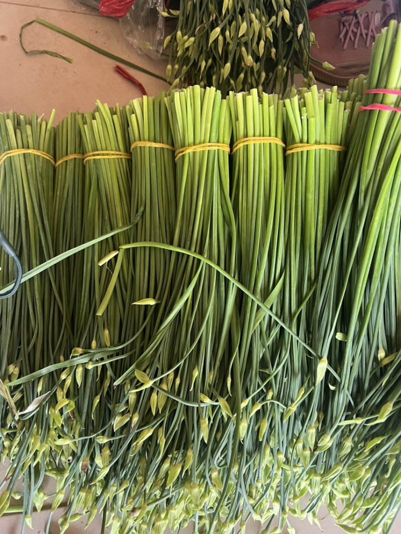 韭菜苔现货大量上市，优质一手货源，诚信合作。