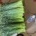 韭菜苔现货大量上市，优质一手货源，诚信合作。