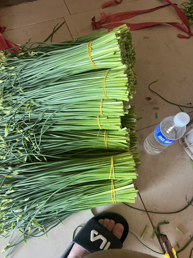 韭菜苔现货大量上市，优质一手货源，诚信合作。