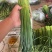 韭菜苔现货大量上市，优质一手货源，诚信合作。