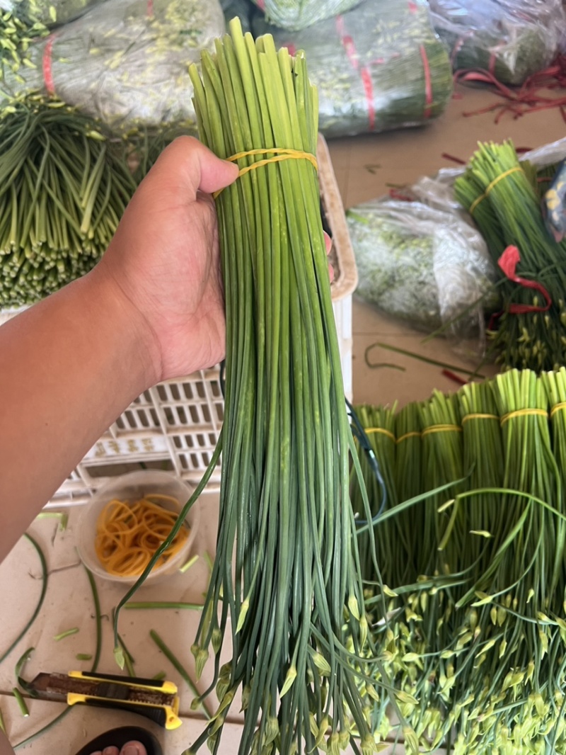 韭菜苔现货大量上市，优质一手货源，诚信合作。
