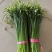 韭菜苔现货大量上市，优质一手货源，诚信合作。