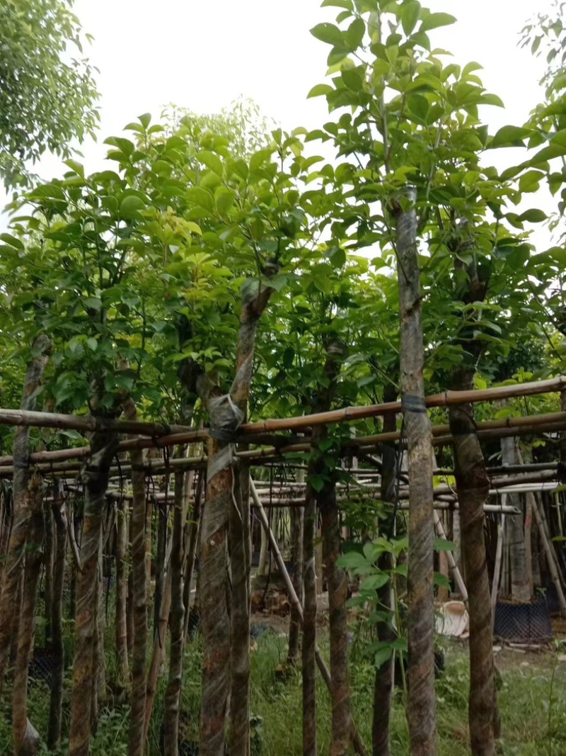 光杆重阳木5～15公分产地直发规格齐全质量保证