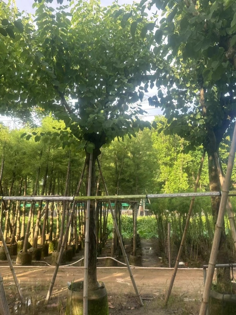光杆骨架宫粉紫荆12～18公分产地直发质量保证