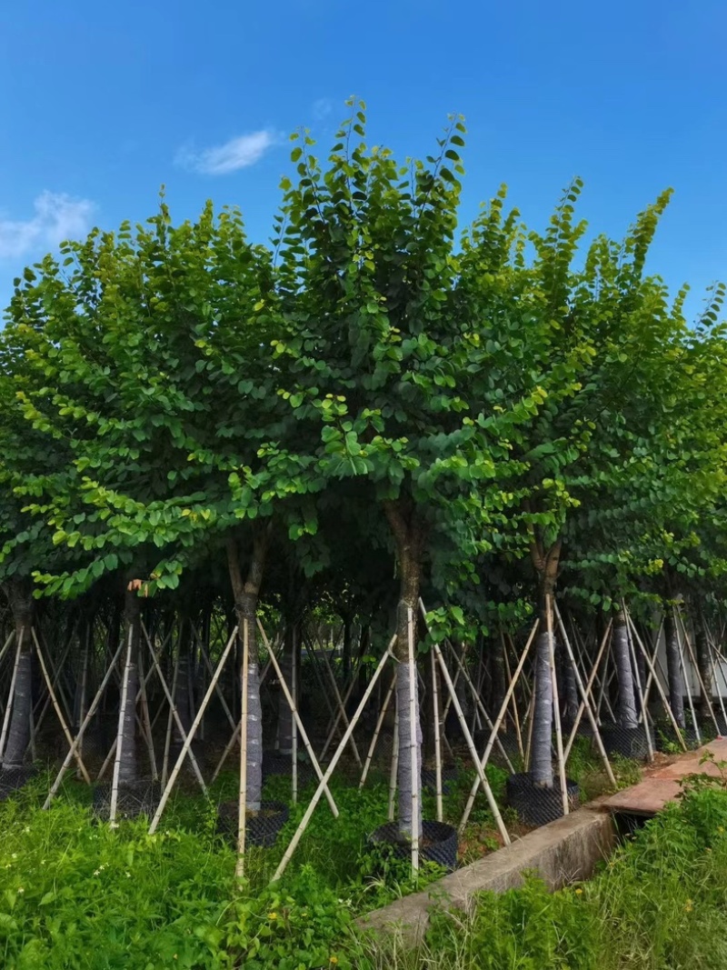 光杆骨架宫粉紫荆12～18公分产地直发质量保证