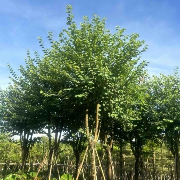 光杆骨架宫粉紫荆12～18公分产地直发质量保证