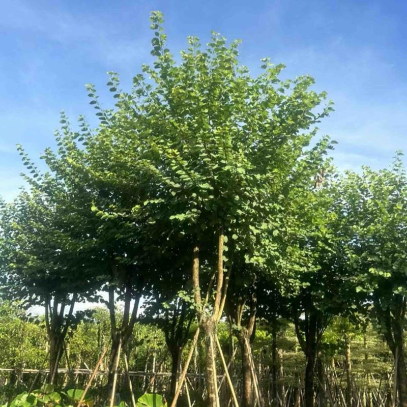 光杆骨架宫粉紫荆12～18公分产地直发质量保证