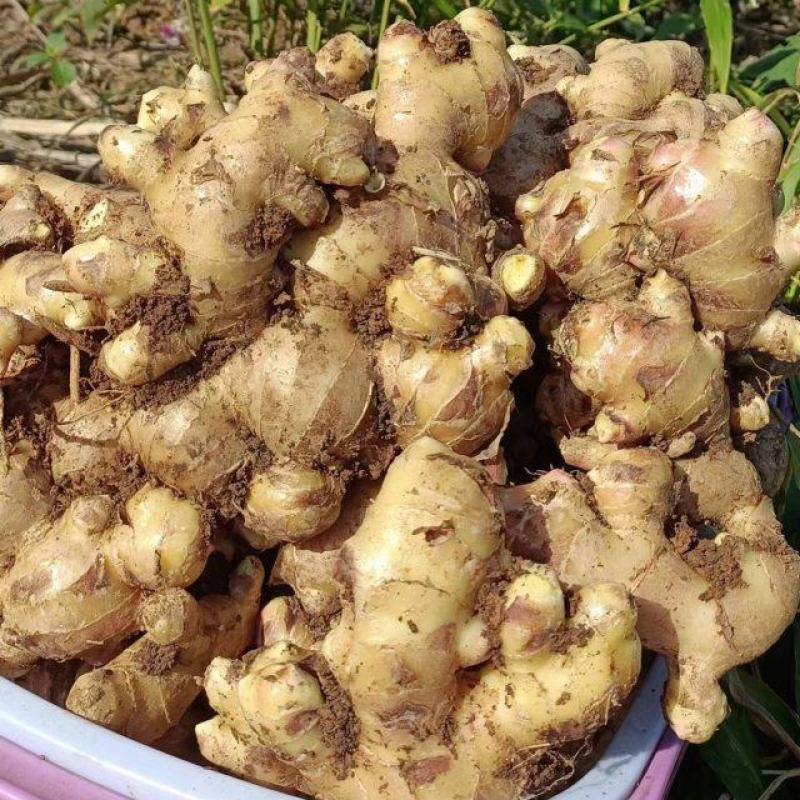 生姜、大肉姜、广西大肉姜、黄土大肉姜、批发、欢迎咨询下单