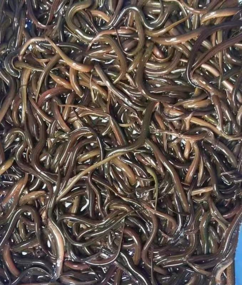 黄鳝鳝鱼基地直发包活到家包技术指导