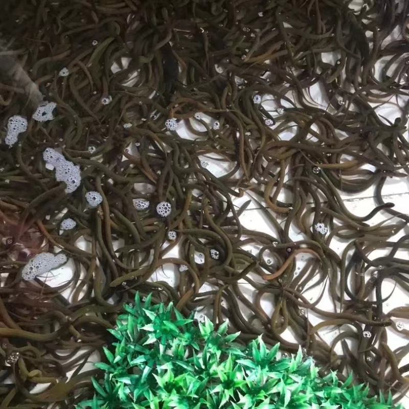 黄鳝鳝鱼基地直发包活到家包技术指导