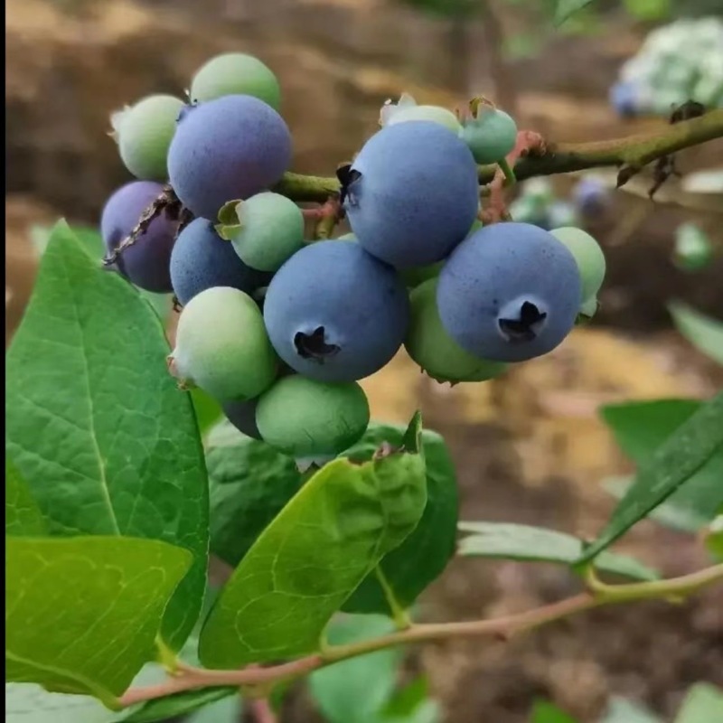 澄江露地灿烂蓝莓精品果