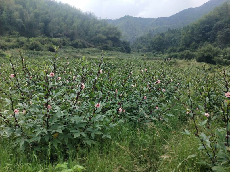 洛神花干整朵干净无沙