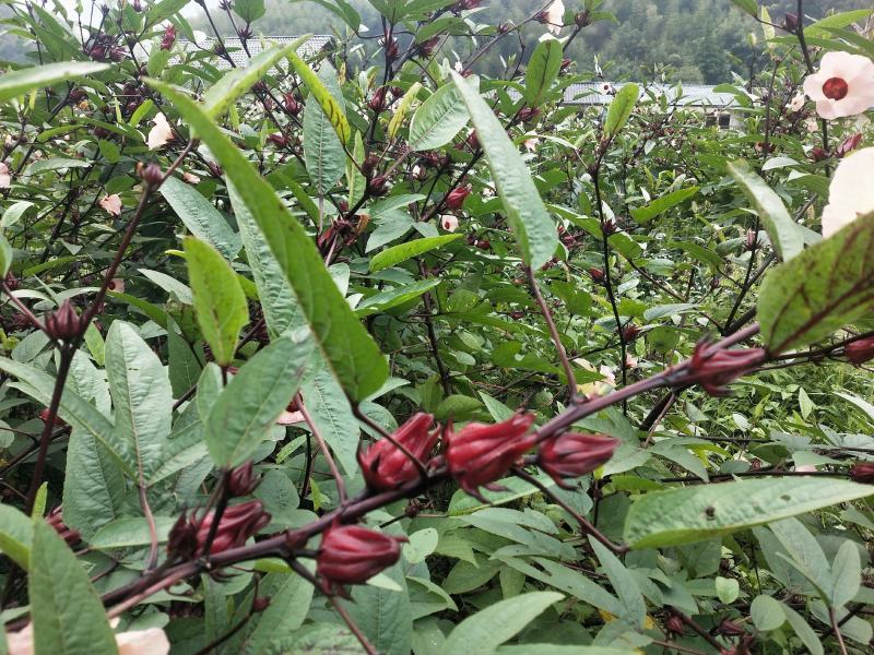 洛神花干整朵干净无沙