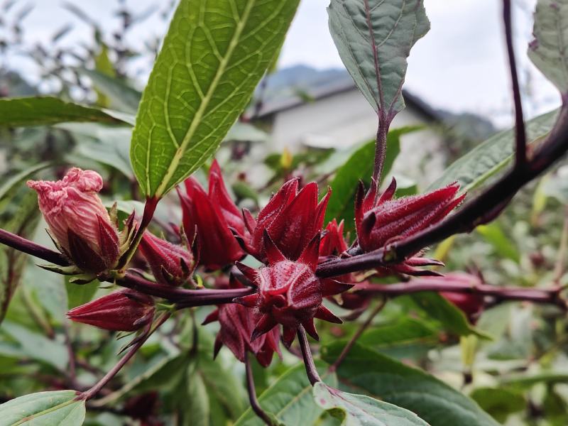 洛神花干整朵干净无沙