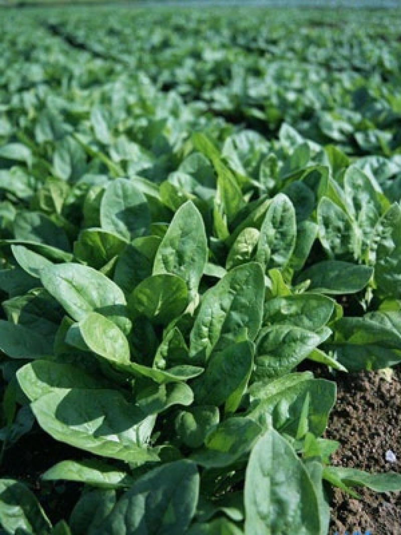[标题]林果专用肥花卉苗木蔬菜80斤寿光品牌厂家发货