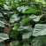 [标题]林果专用肥花卉苗木蔬菜80斤寿光品牌厂家发货