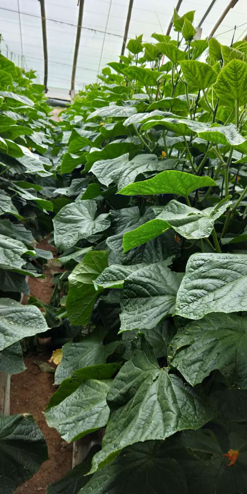 [标题]林果专用肥花卉苗木蔬菜80斤寿光品牌厂家发货