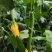 [标题]林果专用肥花卉苗木蔬菜80斤寿光品牌厂家发货