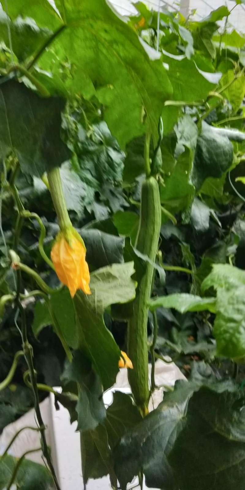 [标题]林果专用肥花卉苗木蔬菜80斤寿光品牌厂家发货