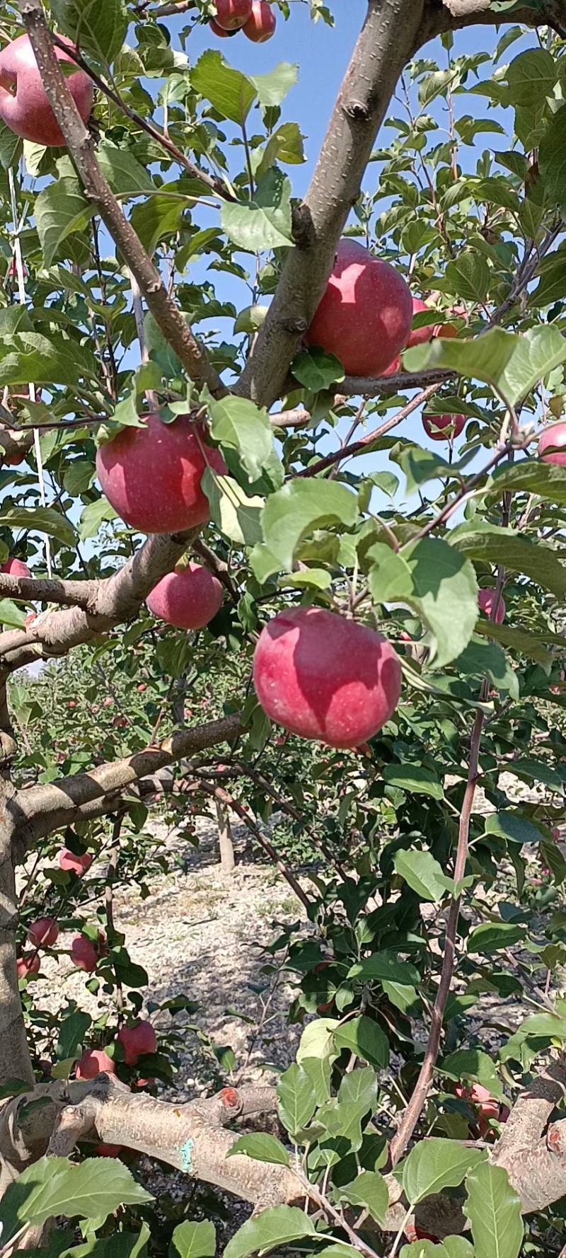 红富士苹果