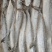 船冻鲅鱼马鲛鱼