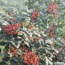 花椒，陇南花椒，红麻椒大红袍花椒产地一手货源品质保证