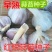 红根蒜苗种子二水早川蒜种子正月早寒蒜头硬叶根红耐寒高产