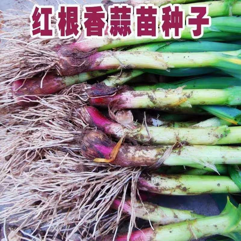 红根蒜苗种子二水早川蒜种子正月早寒蒜头硬叶根红耐寒高产