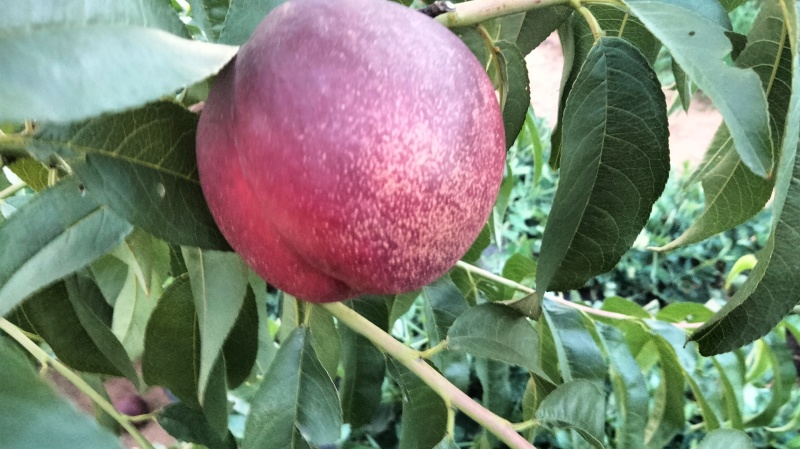 桃