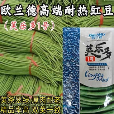 荚乐多1号豇豆种子欧兰德耐热翠绿荚双荚油绿夏长豆角豇豆种
