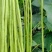荚乐多1号豇豆种子欧兰德耐热翠绿荚双荚油绿夏长豆角豇豆种