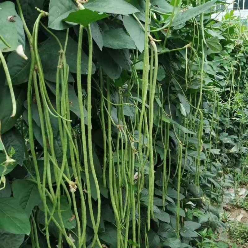 荚乐多2号豇豆种子耐热油翠绿荚高产双荚夏秋抗高温长豆角种