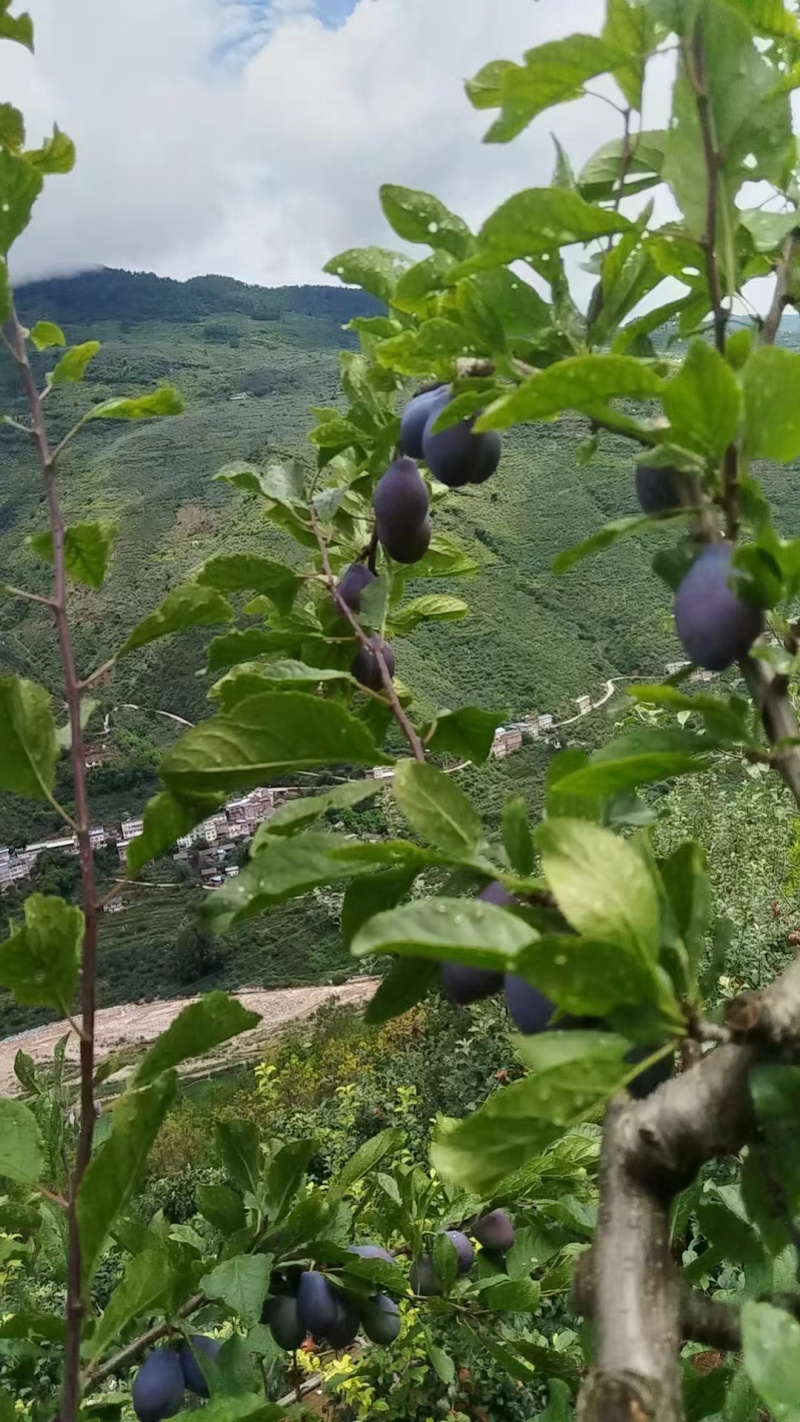 西梅李