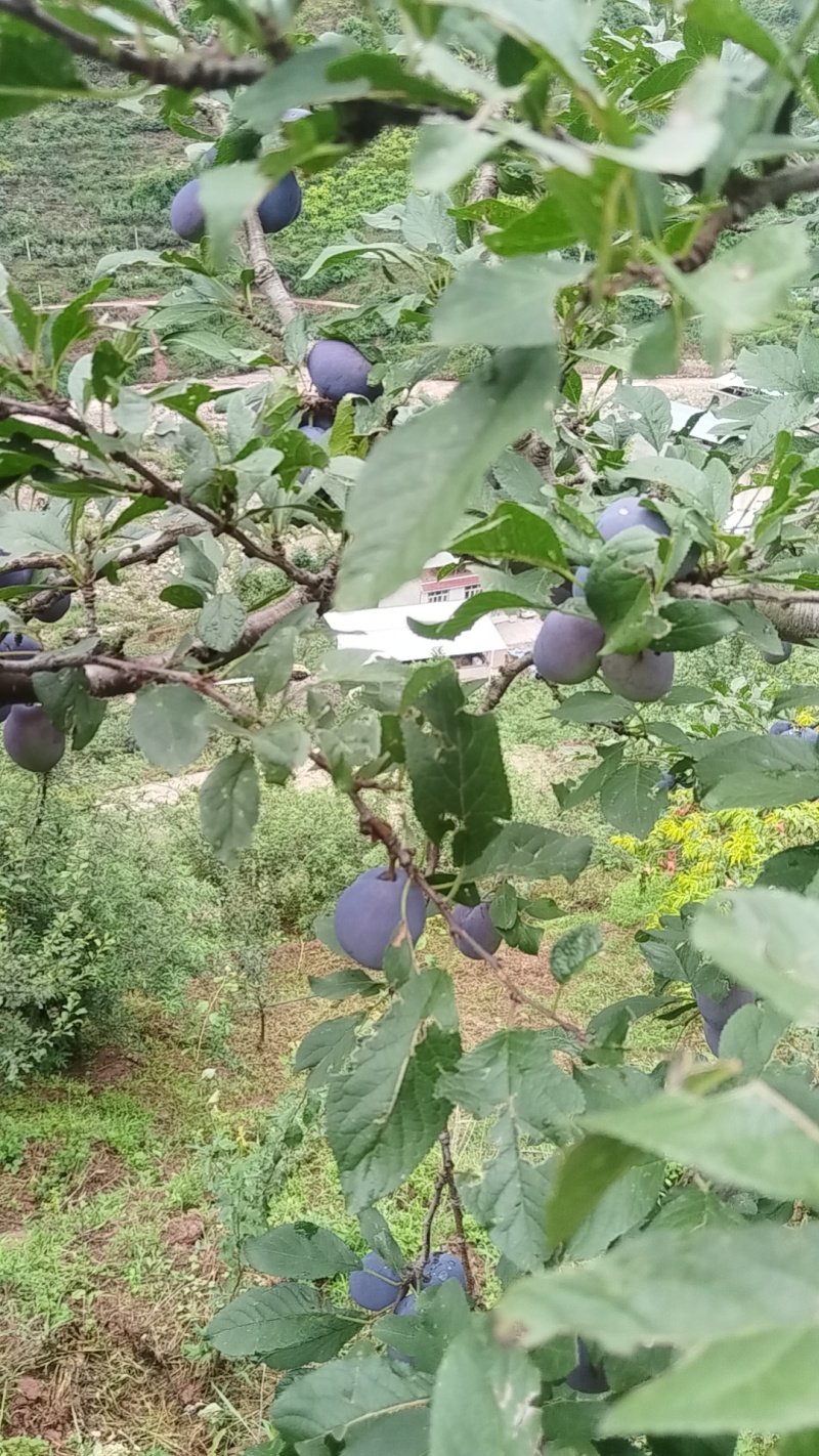 西梅李