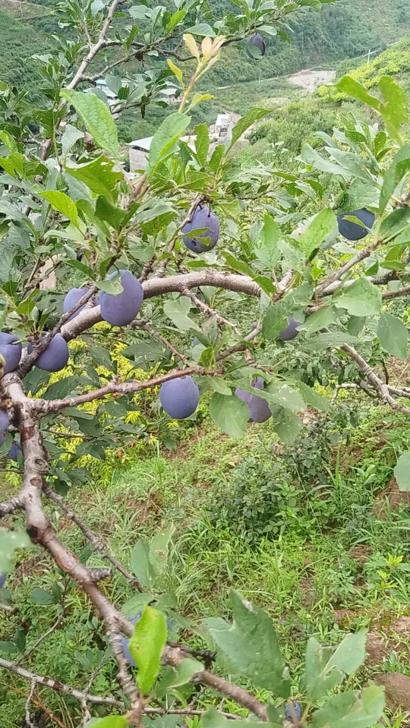 西梅李