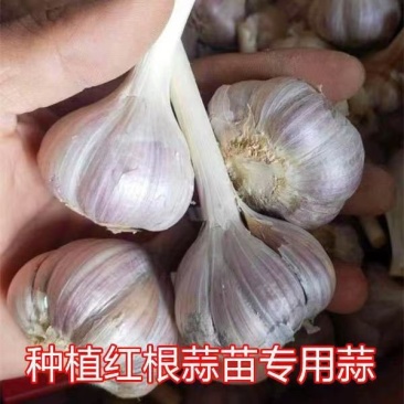 红根蒜苗种子二水早川蒜种子寒蒜种子高产抗病耐寒根红叶硬