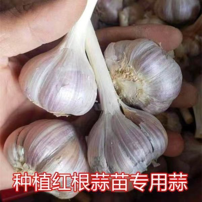 红根蒜苗种子二水早川蒜种子寒蒜种子高产抗病耐寒根红叶硬