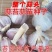 红根蒜苗种子二水早川蒜种子寒蒜种子高产抗病耐寒根红叶硬