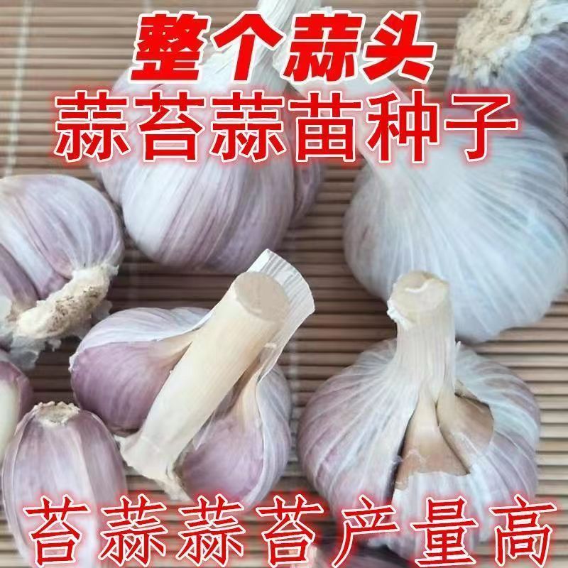 红根蒜苗种子二水早川蒜种子寒蒜种子高产抗病耐寒根红叶硬