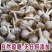 红根蒜苗种子二水早川蒜种子寒蒜种子高产抗病耐寒根红叶硬