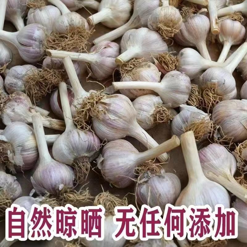 红根蒜苗种子二水早川蒜种子寒蒜种子高产抗病耐寒根红叶硬