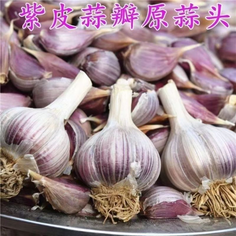 红根蒜苗种子二水早川蒜种子寒蒜种子高产抗病耐寒根红叶硬