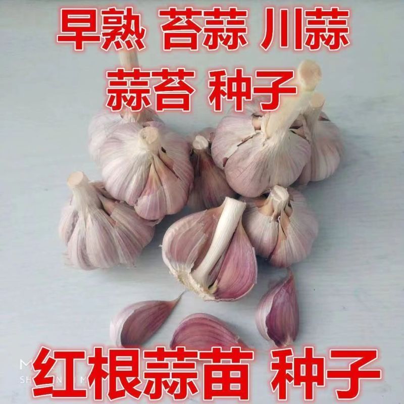 红根蒜苗种子二水早川蒜种子寒蒜种子高产抗病耐寒根红叶硬