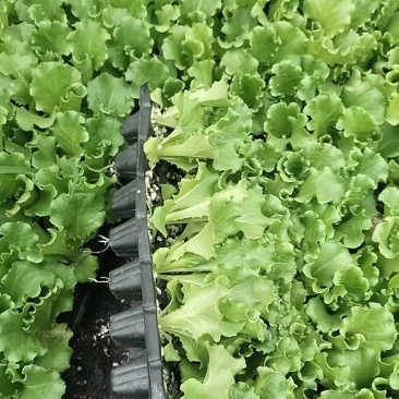 山东生菜苗量大从优全国发货提供技术指导量大从优