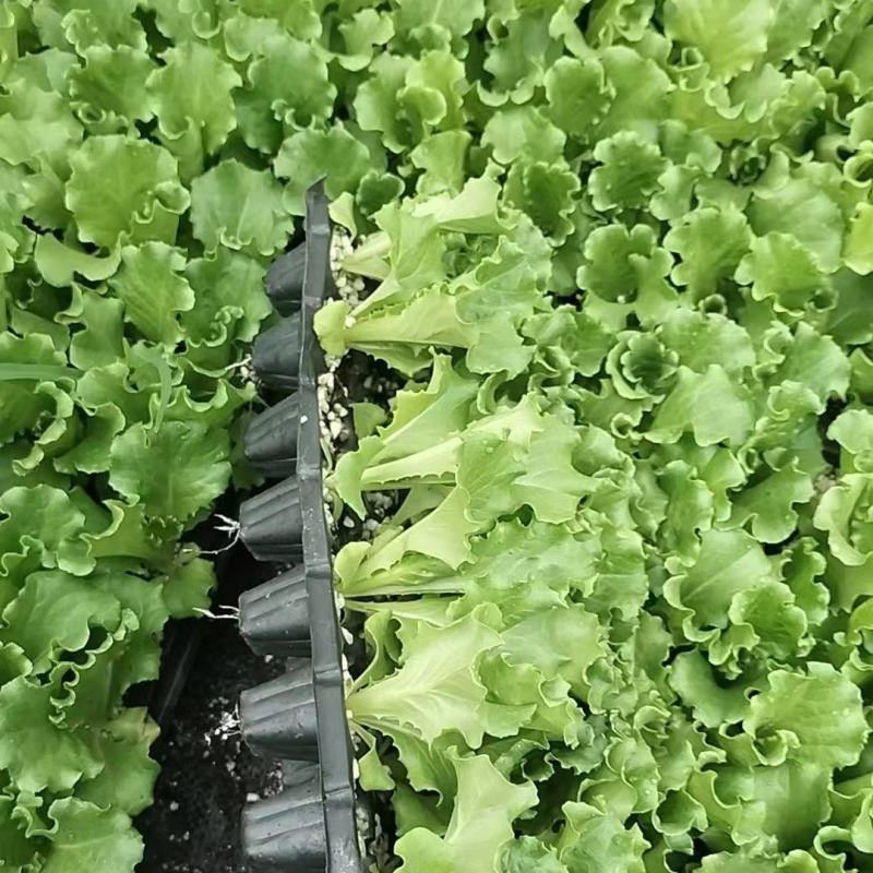 山东生菜苗量大从优全国发货提供技术指导量大从优