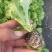 山东生菜苗量大从优全国发货提供技术指导量大从优